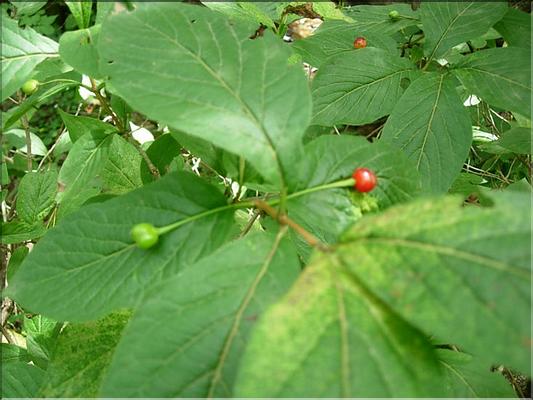 lonicera_alpigena7099
