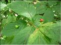 lonicera_alpigena7099