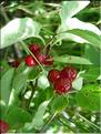 lonicera_xylosteum7085