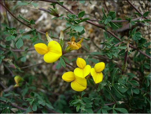 lotus_corniculatus7154
