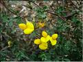 lotus_corniculatus7154