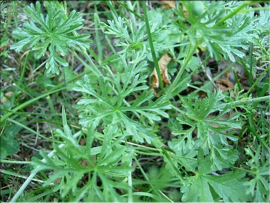 malva_moschata7039