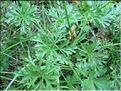 malva_moschata7039