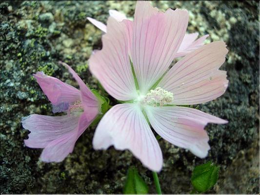 malva_moschata7040