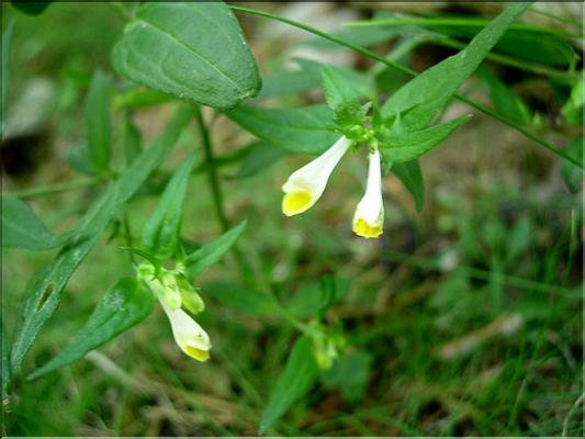 melampyrum_pratense7080