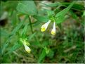 melampyrum_pratense7080
