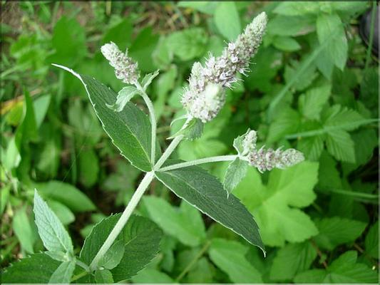 mentha_longifolia7124