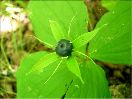 paris_quadrifolia7065