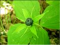 paris_quadrifolia7065