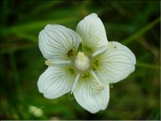 parnassia_palustris7131
