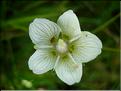 parnassia_palustris7131