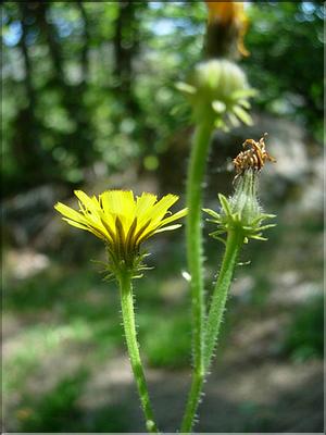 picris_hieracioides7051