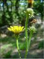 picris_hieracioides7051
