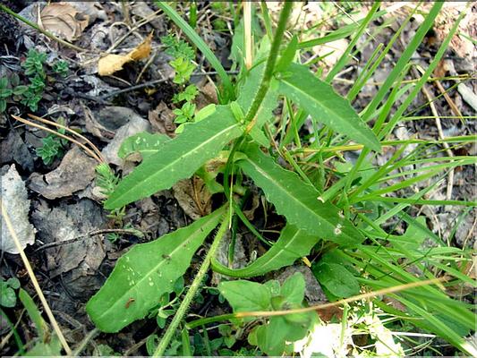 picris_hieracioides7052