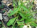 picris_hieracioides7052