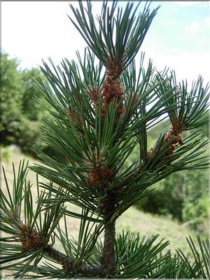 pinus_sylatica7096
