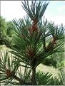 pinus_sylatica7096