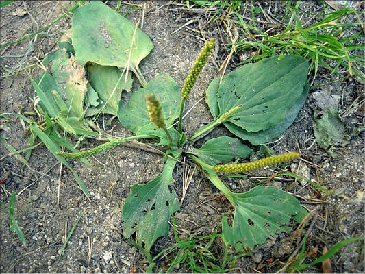 plantago_major7041