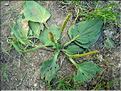 plantago_major7041
