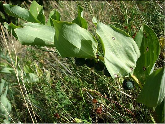 polygonum_odoratum7147