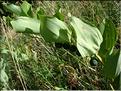 polygonum_odoratum7147