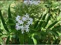 sambucus_ebulus7142