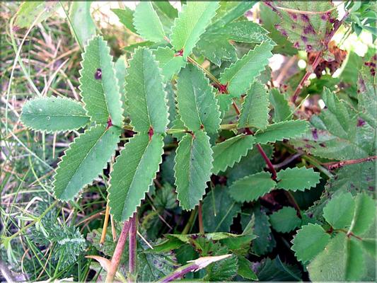 sanguisorba_officinalis7110