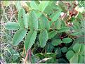 sanguisorba_officinalis7110