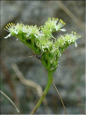 sedum_anopetalum7152