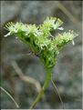 sedum_anopetalum7152
