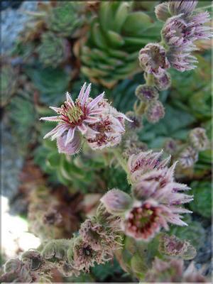 sempervivum_tectorum7009