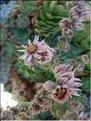 sempervivum_tectorum7009