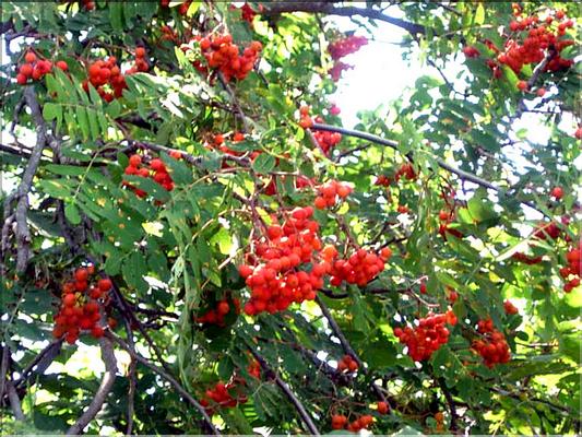 sorbus_aucuparia7054