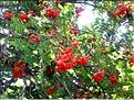 sorbus_aucuparia7054