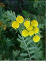 tanacetum_vulgaris7010