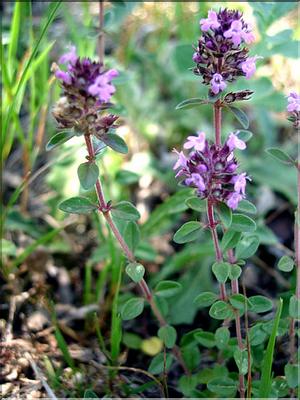 thymus_serpillium7044