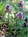thymus_serpillium7044