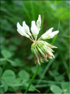 trifolium_repens7117