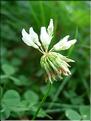 trifolium_repens7117