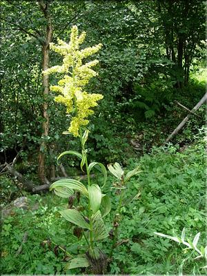 veratrum_lobelianum7119