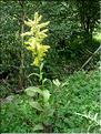 veratrum_lobelianum7119