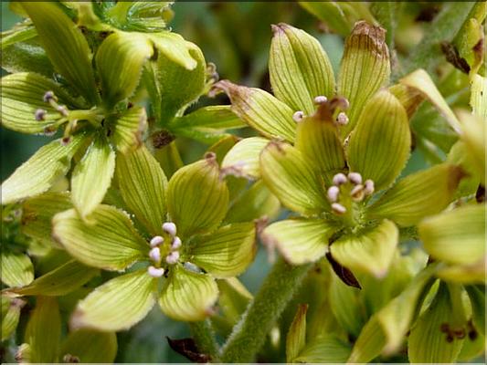 veratrum_lobelianum7121