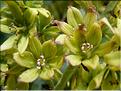 veratrum_lobelianum7121