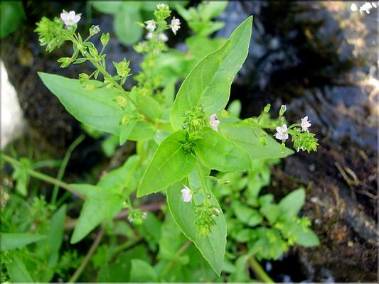 veronica_anagallis_aq7112