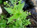 veronica_anagallis_aq7112