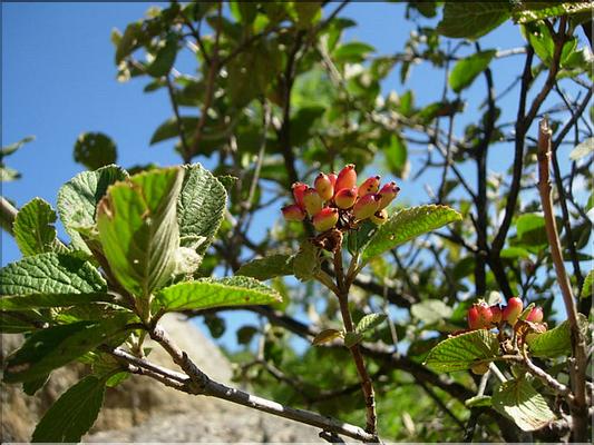 viburnum_lantana7033