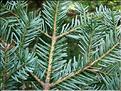 abies_alba7698