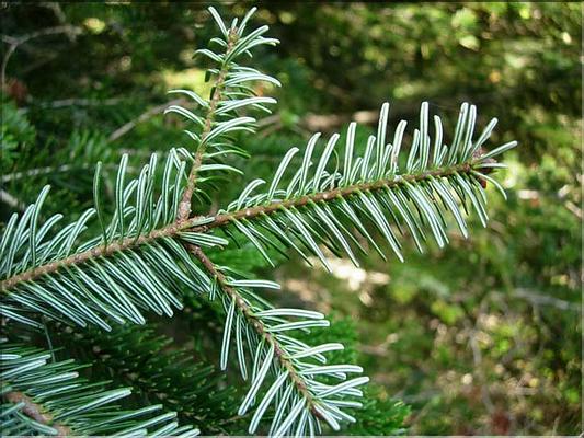 abies_nordmanniana7702