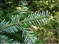 abies_nordmanniana7702