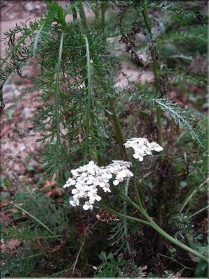 achillea_millefolium7722